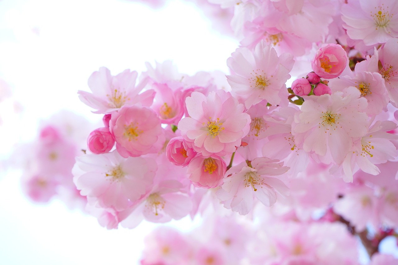 元気いっぱいの桜の花